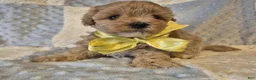 Maltipoo dogs for sale: Lexxie - Ad 4
