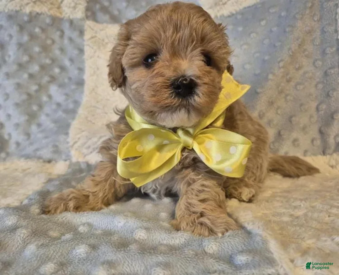 Maltipoo dogs for sale: Lexxie - Ad 4