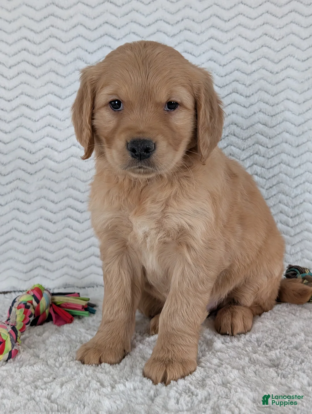 Golden Retriever dogs for sale: Miss Ruby  - Ad 5