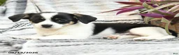 Mixed Breed dogs for sale: Ranger - Ad 4