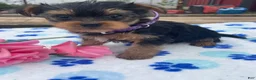 Yorkshire Terrier dogs for sale: Princess - Ad 3