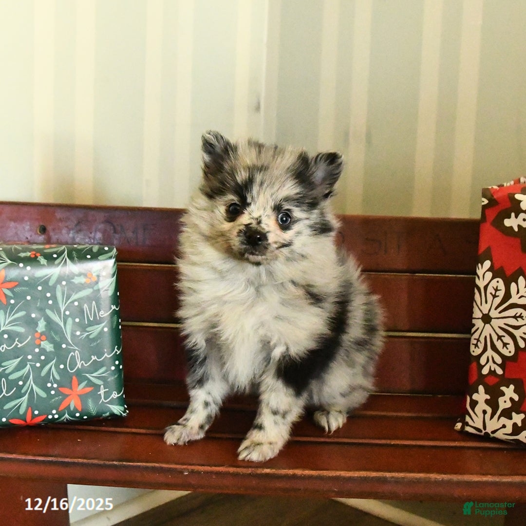 Pomeranian dogs for sale: Confetti - Ad 2