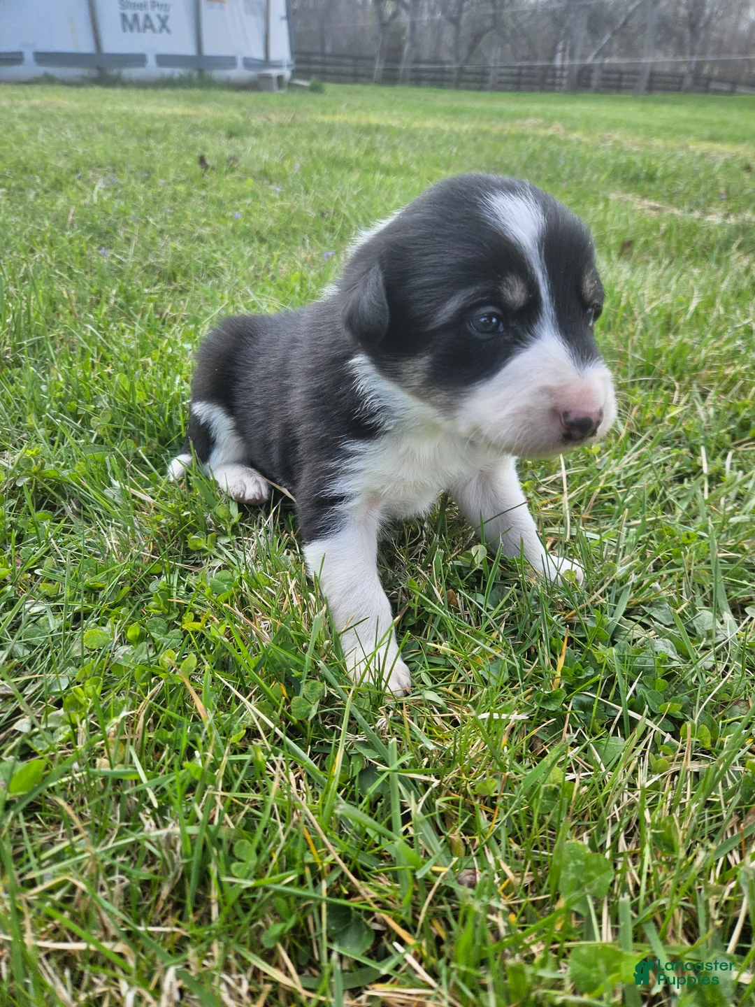 Border Collie dogs for sale: Roy - Ad 1