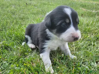 Border Collie dogs Roy - Ad 24