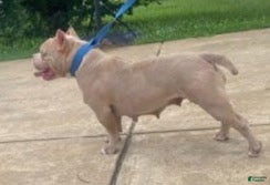 American Bully dogs for sale: American Bully Puppy 1 - Ad 6