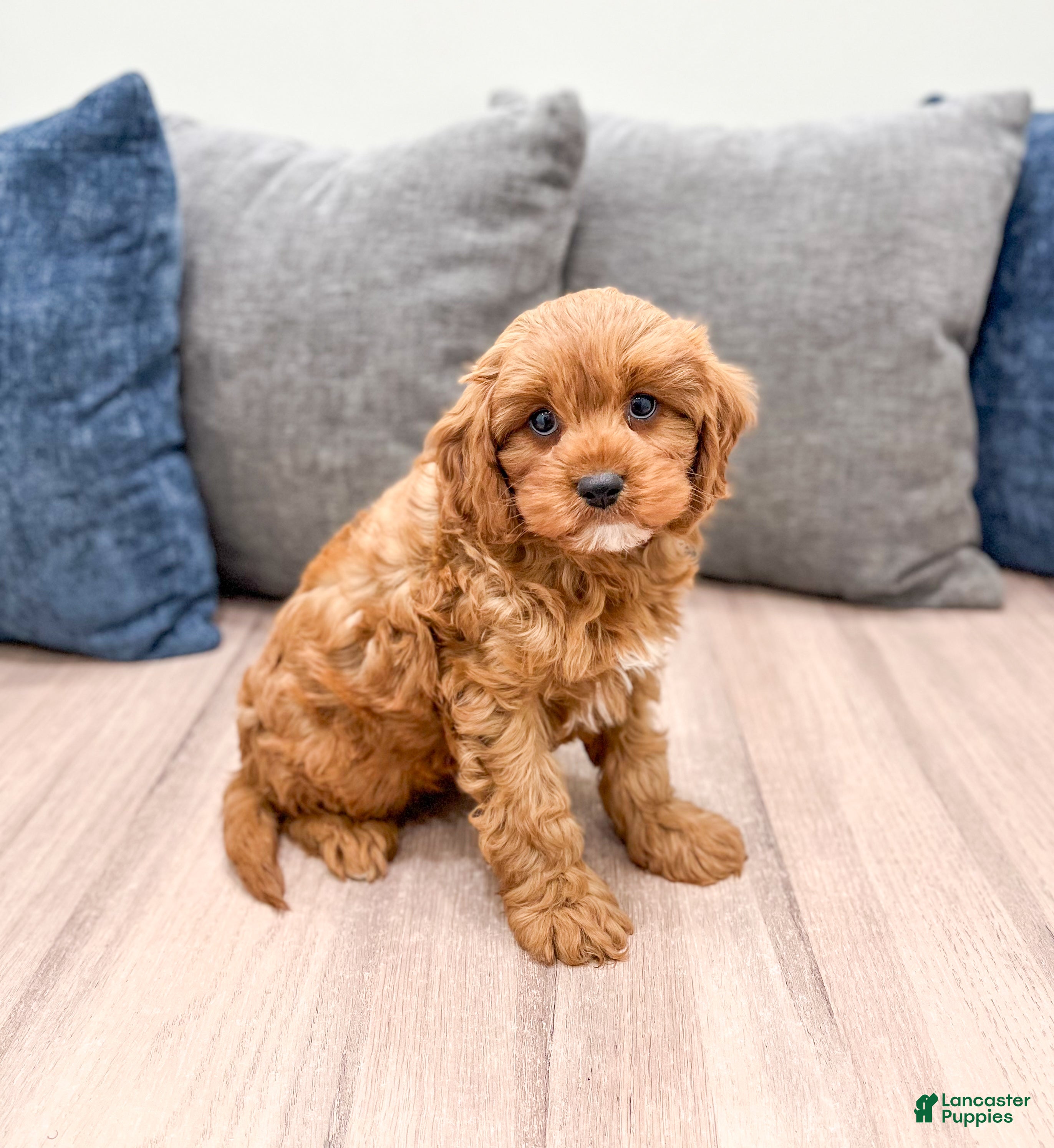 Cavapoo dogs Oakley - Ad 2