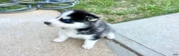Siberian Husky dogs for sale: Tank - Ad 3