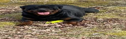 Rottweiler dogs for sale: Rottweiler 1 - Ad 4