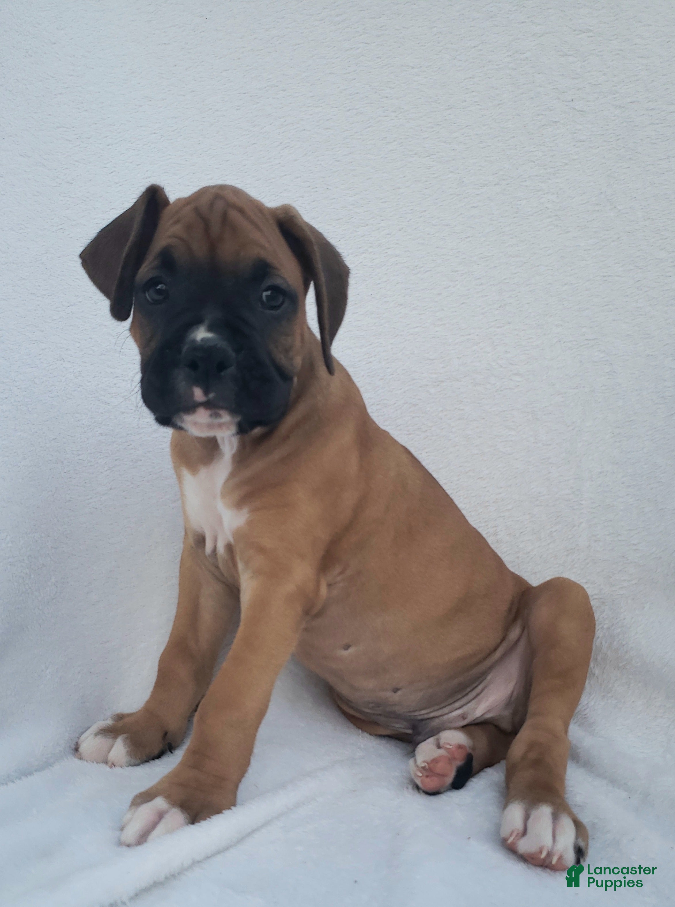 Boxer dogs Brody  - Ad 2