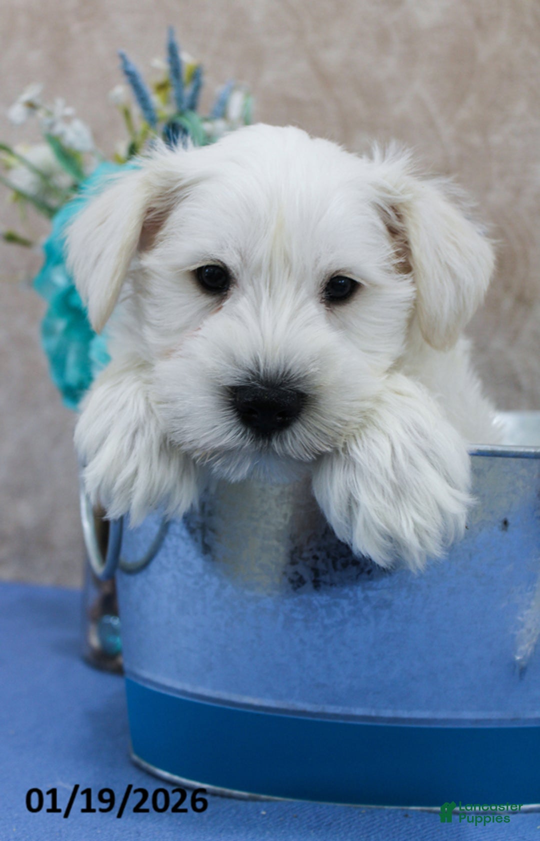 Miniature Schnauzer dogs for sale: Quigley - Ad 3