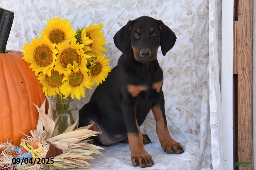 Doberman Pinscher dogs for sale: Kora - Ad 2