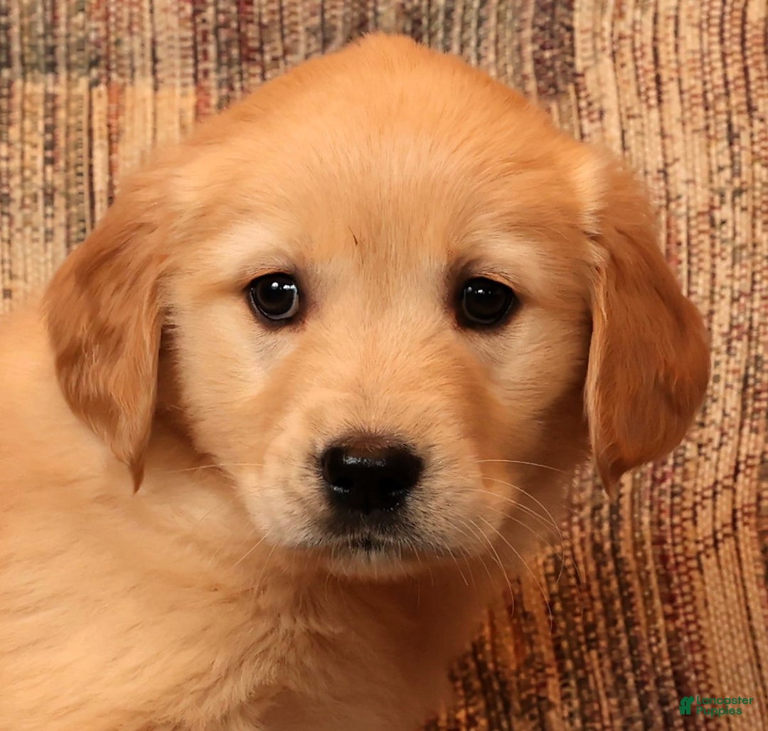 Golden Retriever dogs for sale: Noel - Ad 9