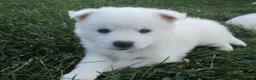 American Eskimo dogs for sale: Captain - Ad 2