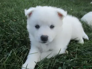 American Eskimo dogs Captain - Ad 9