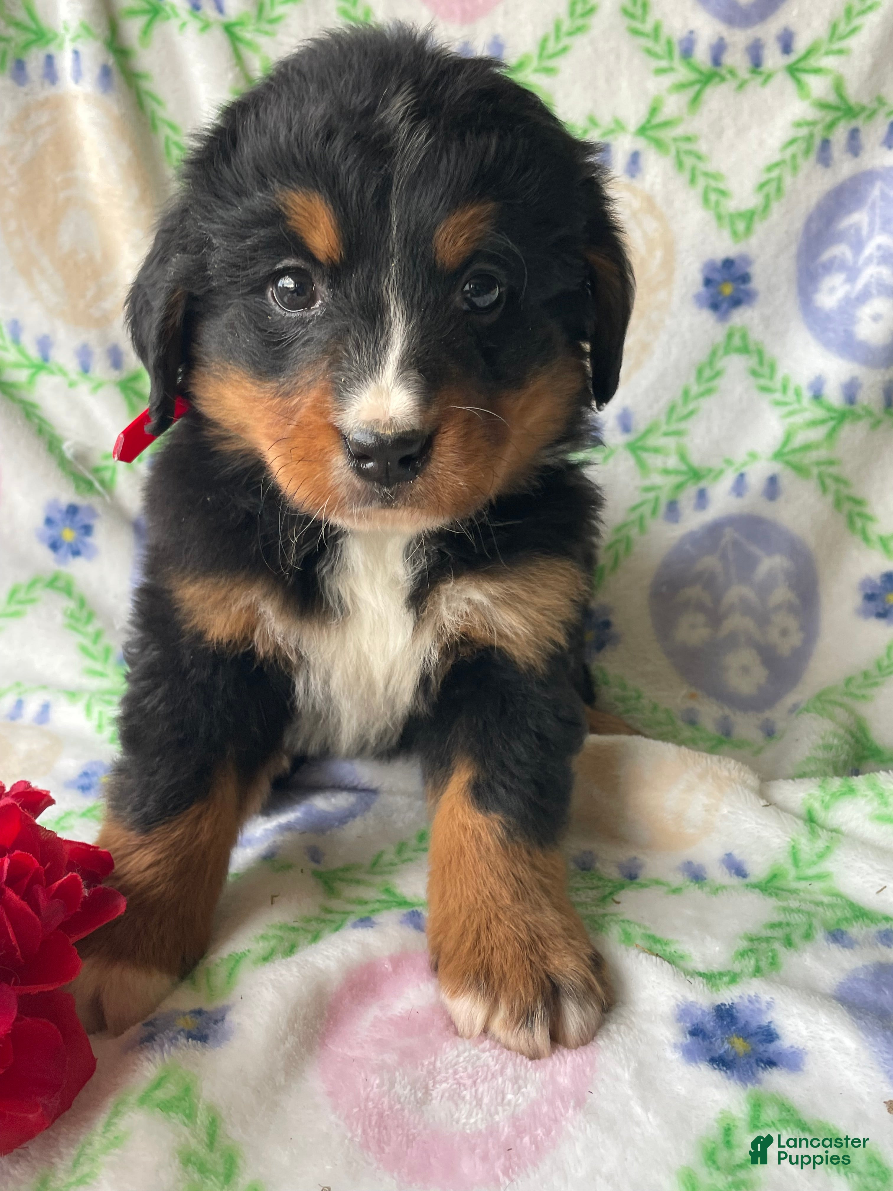 Bernese Mountain Dog dogs River - Ad 6