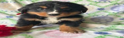 Bernese Mountain Dog dogs for sale: River - Ad 1