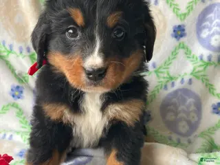 Bernese Mountain Dog dogs River - Ad 6