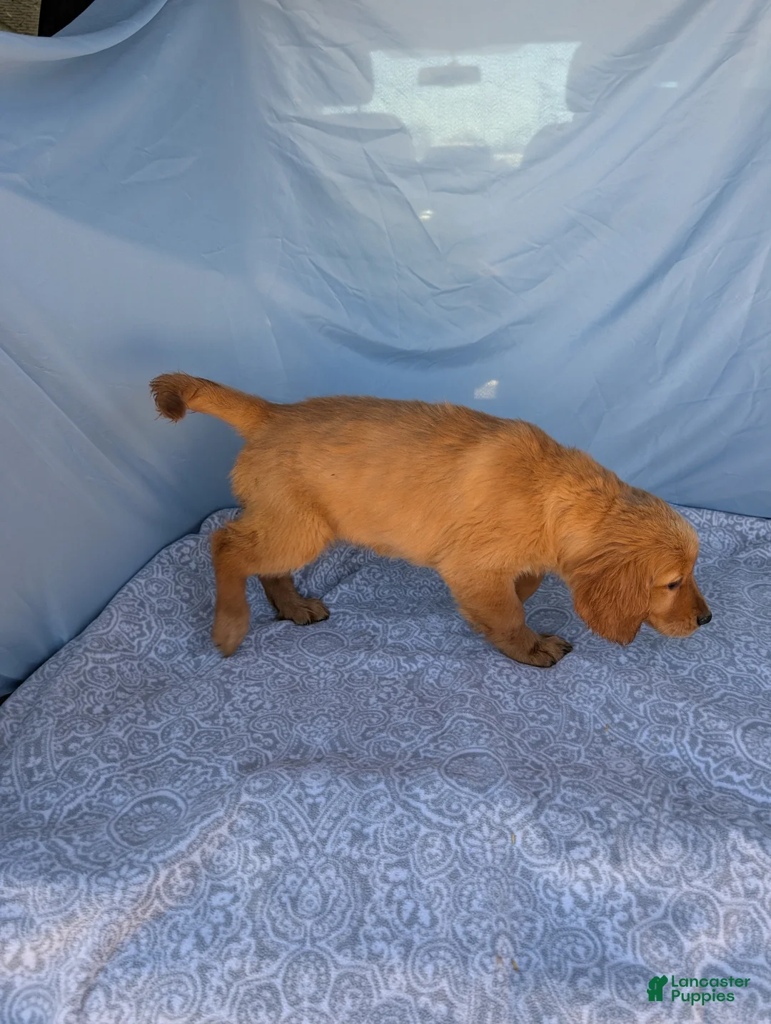 Golden Retriever dogs for sale: Goldilocks - Ad 2