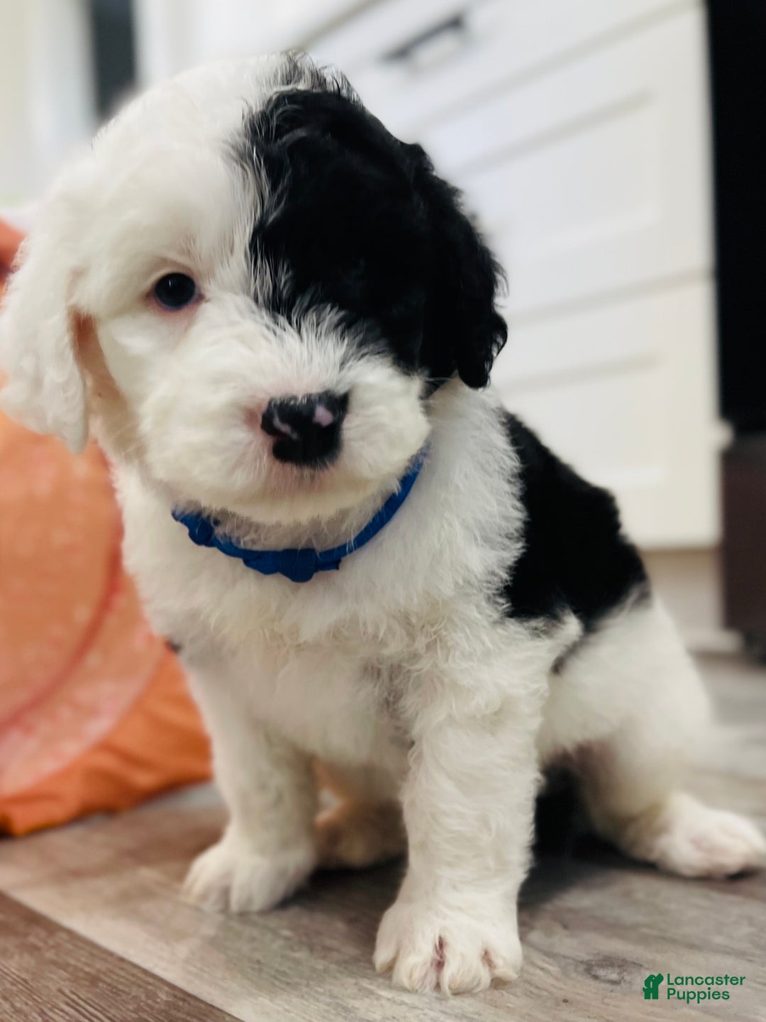 Sheepadoodle dogs for sale: Sheepadoodle Puppy 1 - Ad 8