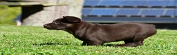 Labrador Retriever dogs for sale: Java - Ad 7
