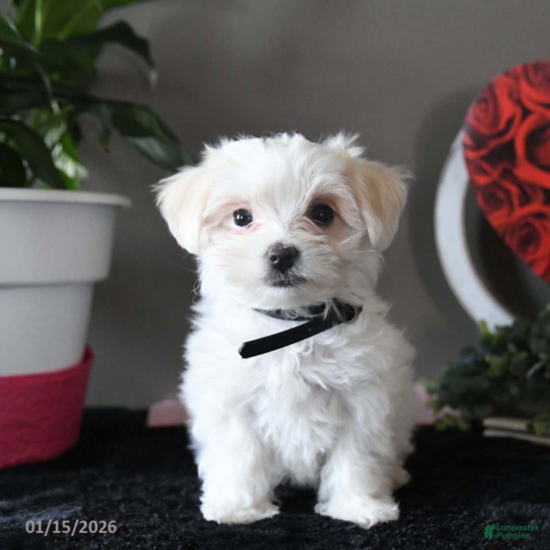 Maltese dogs for sale: Ivory - Ad 2