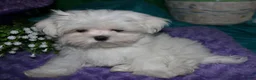Maltese dogs for sale: Maci - Ad 8