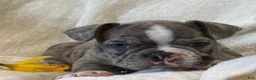 Frenchton dogs for sale: Damon - Ad 4