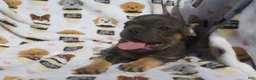 French Bulldog dogs for sale: French Bulldog 2 - Ad 4