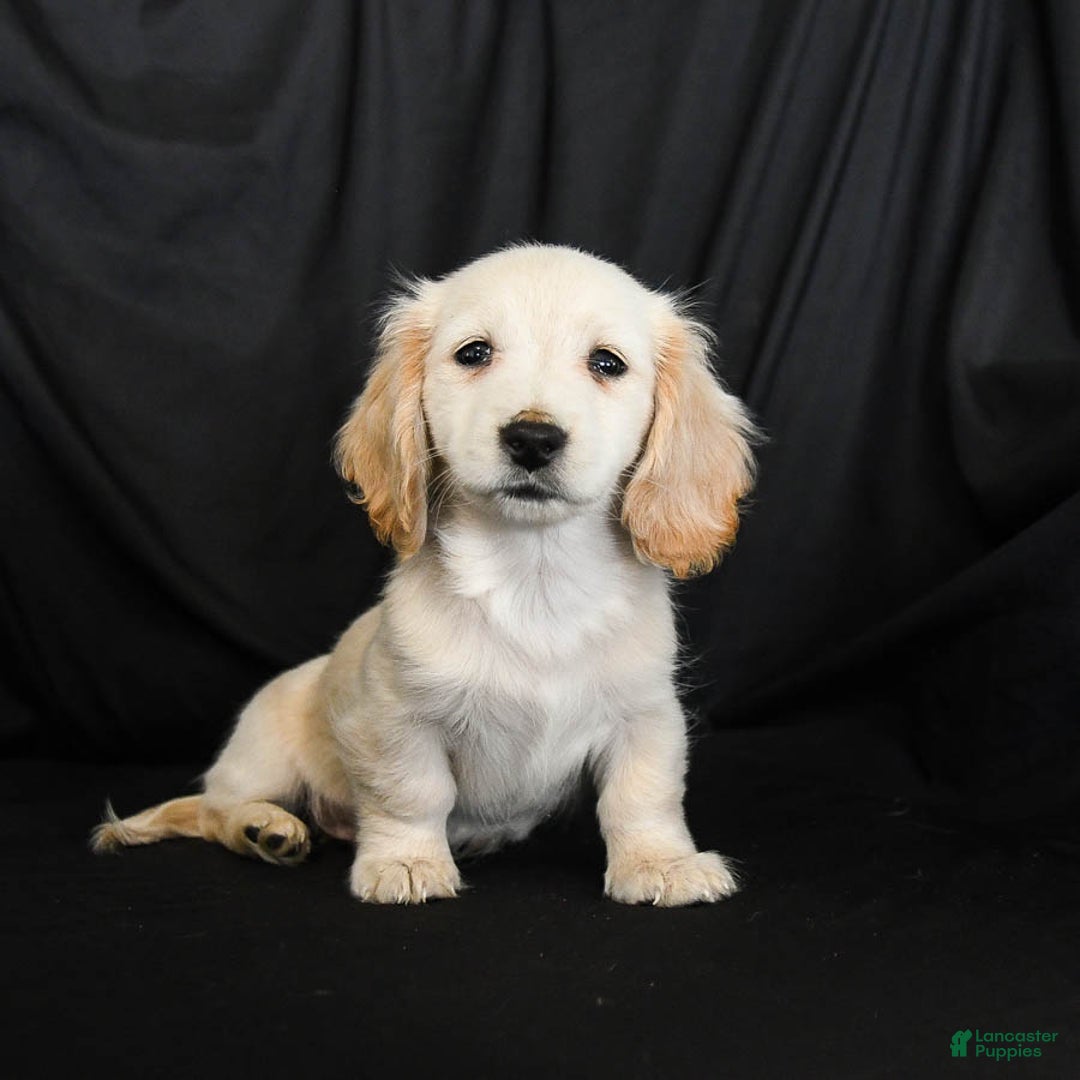 Miniature Dachshund dogs for sale: Warrior - Ad 4