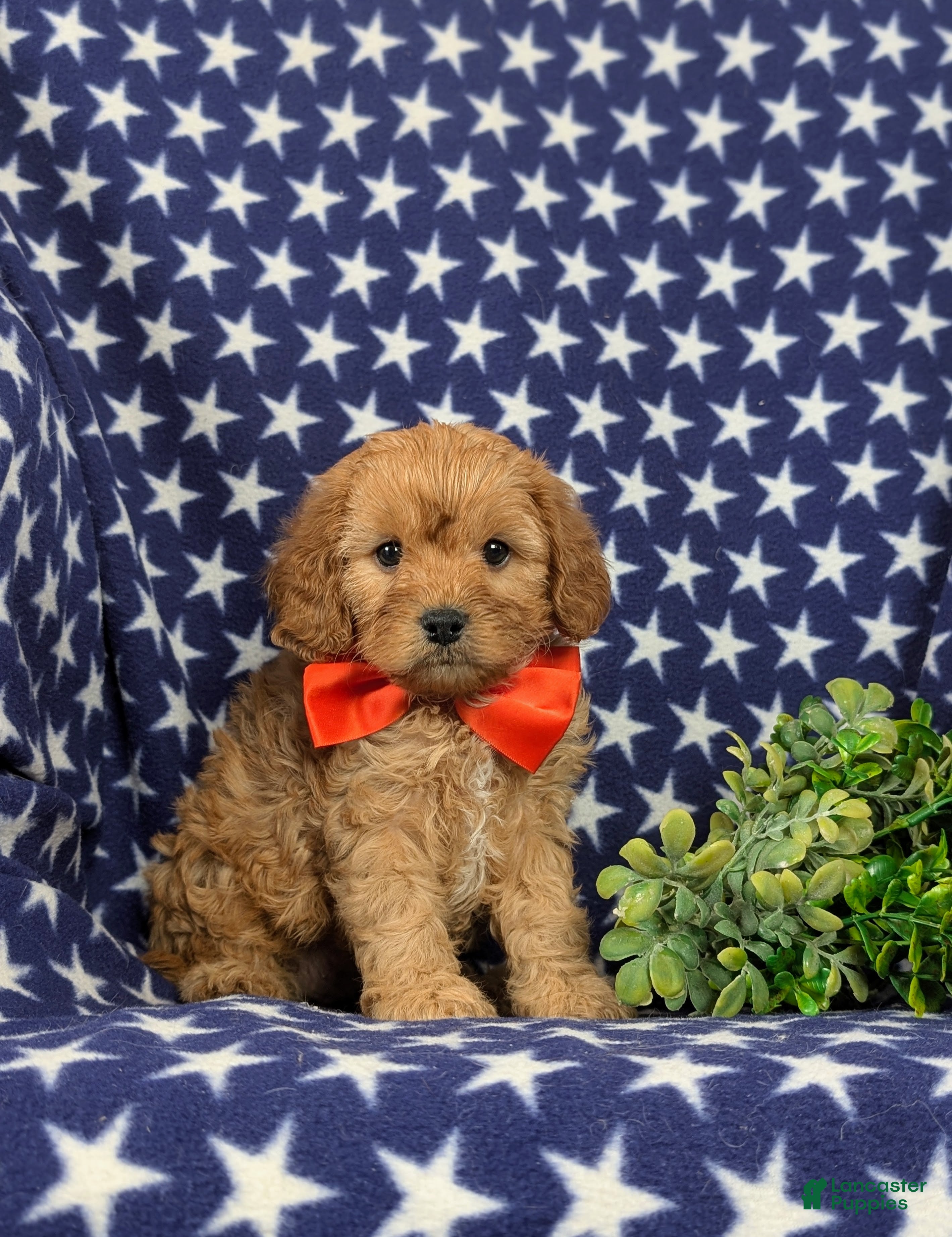 Cavapoo dogs Enzo - Ad 2