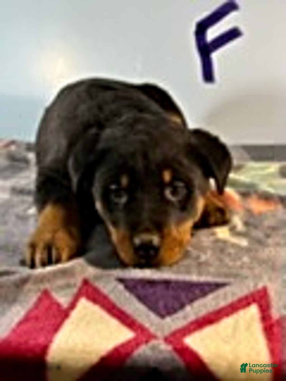 Rottweiler dogs for sale: Samantha - Ad 1