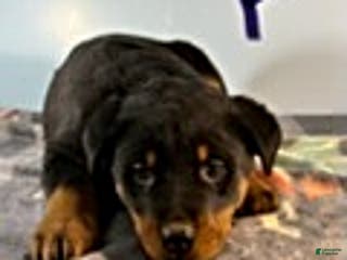 Rottweiler dogs Samantha - Ad 29