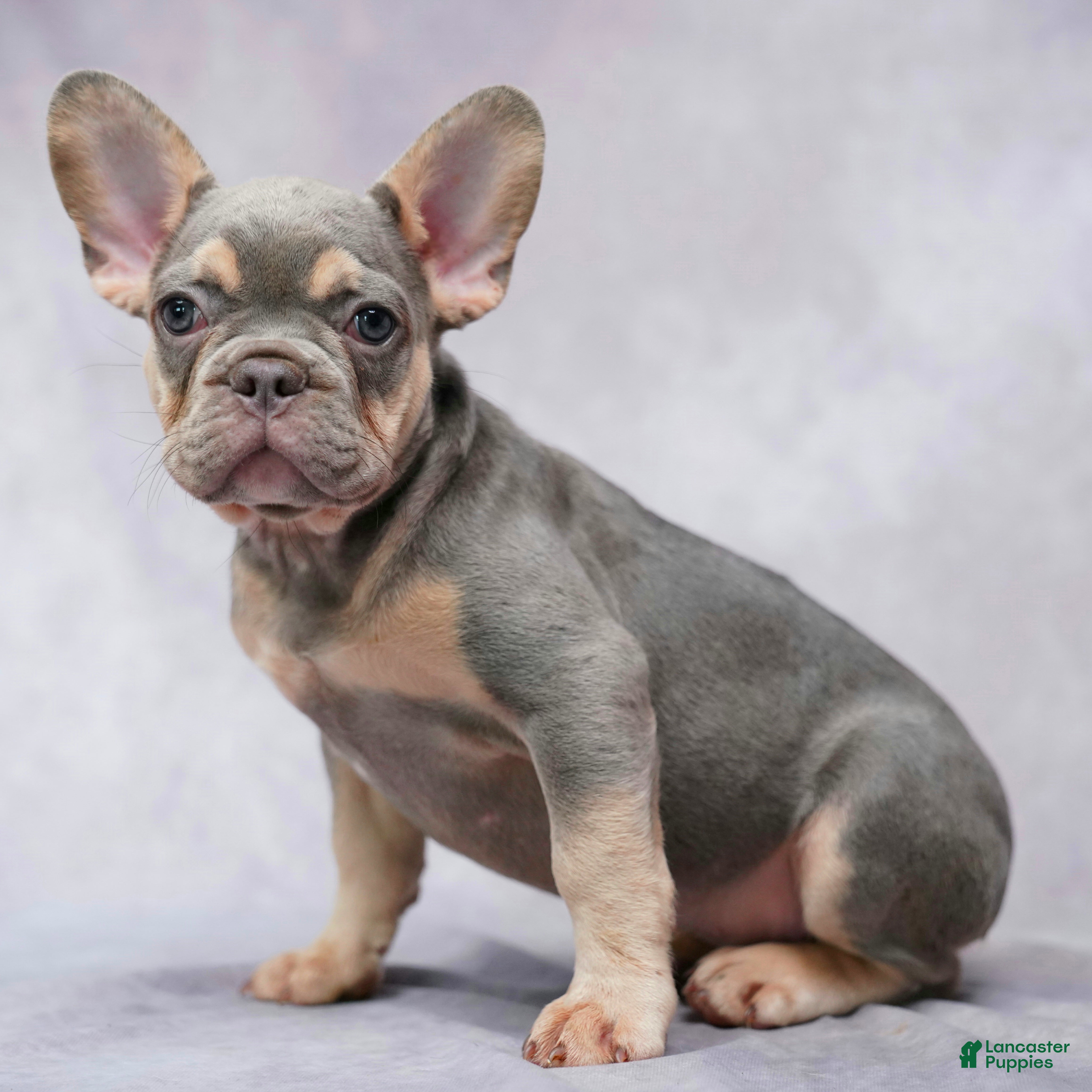 French Bulldog dogs Milo - Ad 1
