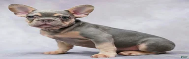 Milo