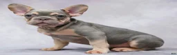 French Bulldog dogs for sale: Milo - Ad 1