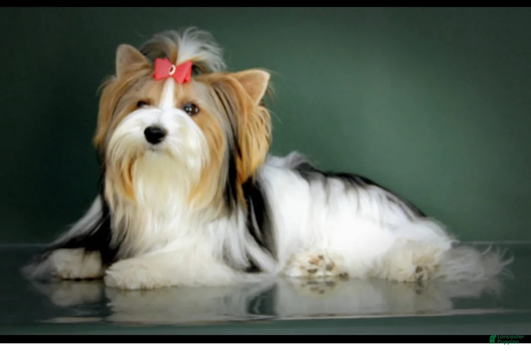 Biewer Terrier dogs for sale: Biewer Terrier Puppy 3 - Ad 2