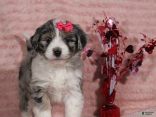 Mini Aussiedoodle dogs Darla - Ad 38