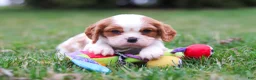 Cavalier King Charles Spaniel dogs for sale: Boris - Ad 6