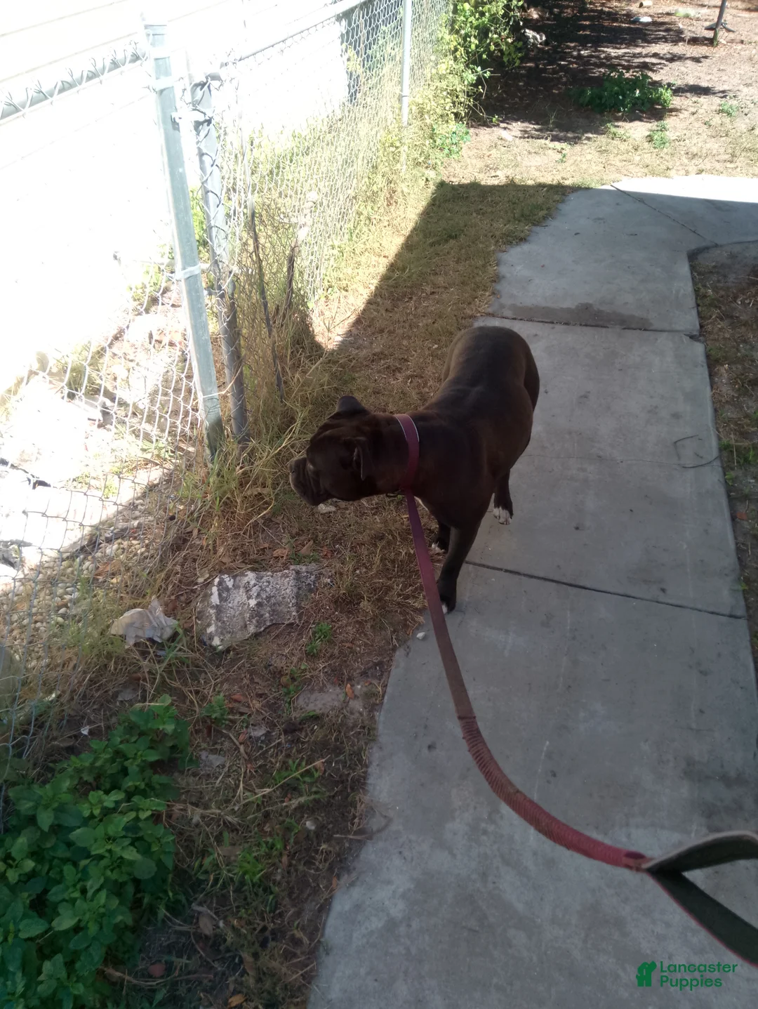 American Pit Bull Terrier dogs for sale: American Pit Bull Terrier Puppy 3 - Ad 2