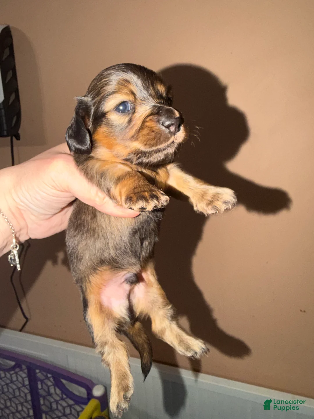 Miniature Dachshund dogs for sale: Lh Shaded red - Ad 1