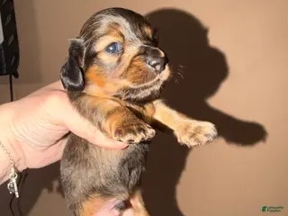 Miniature Dachshund dogs Lh Shaded red - Ad 32