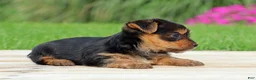 Yorkshire Terrier dogs for sale: Tia - Ad 3