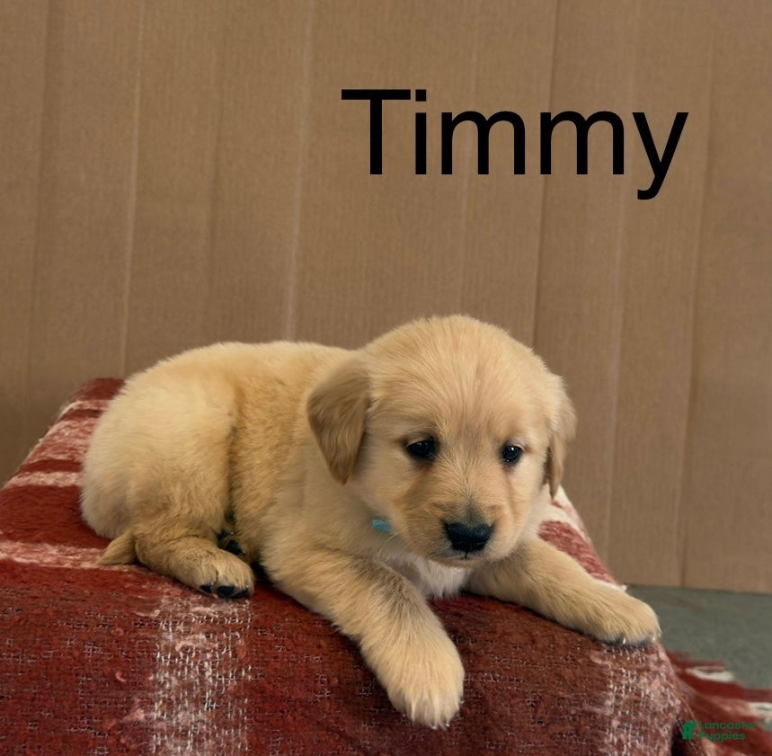 Golden Retriever dogs Timmy - Ad 1