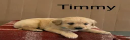 Golden Retriever dogs for sale: Timmy - Ad 1