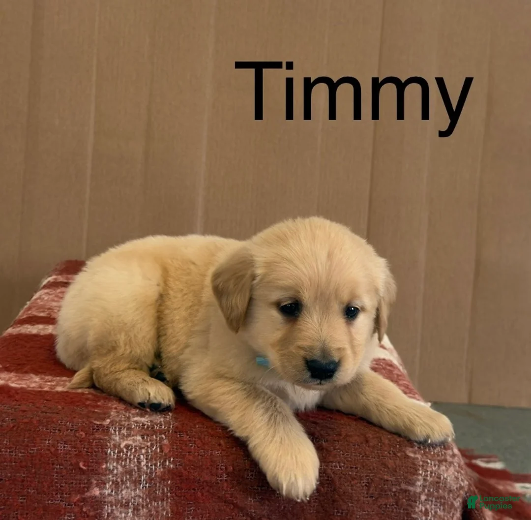 Golden Retriever dogs for sale: Timmy - Ad 1