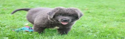 Newfoundland dogs for sale: Montoya - Ad 8