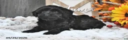 Shihpoo dogs for sale: Moose - Ad 4