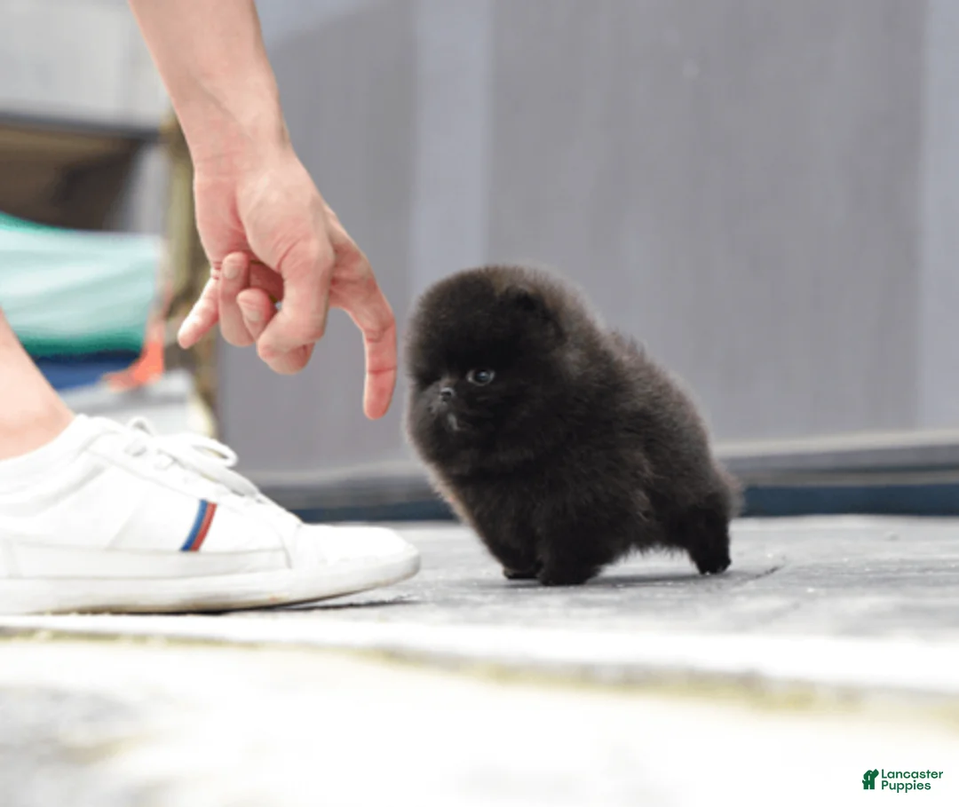Pomeranian dogs for sale: Pomeranian 7 - Ad 1