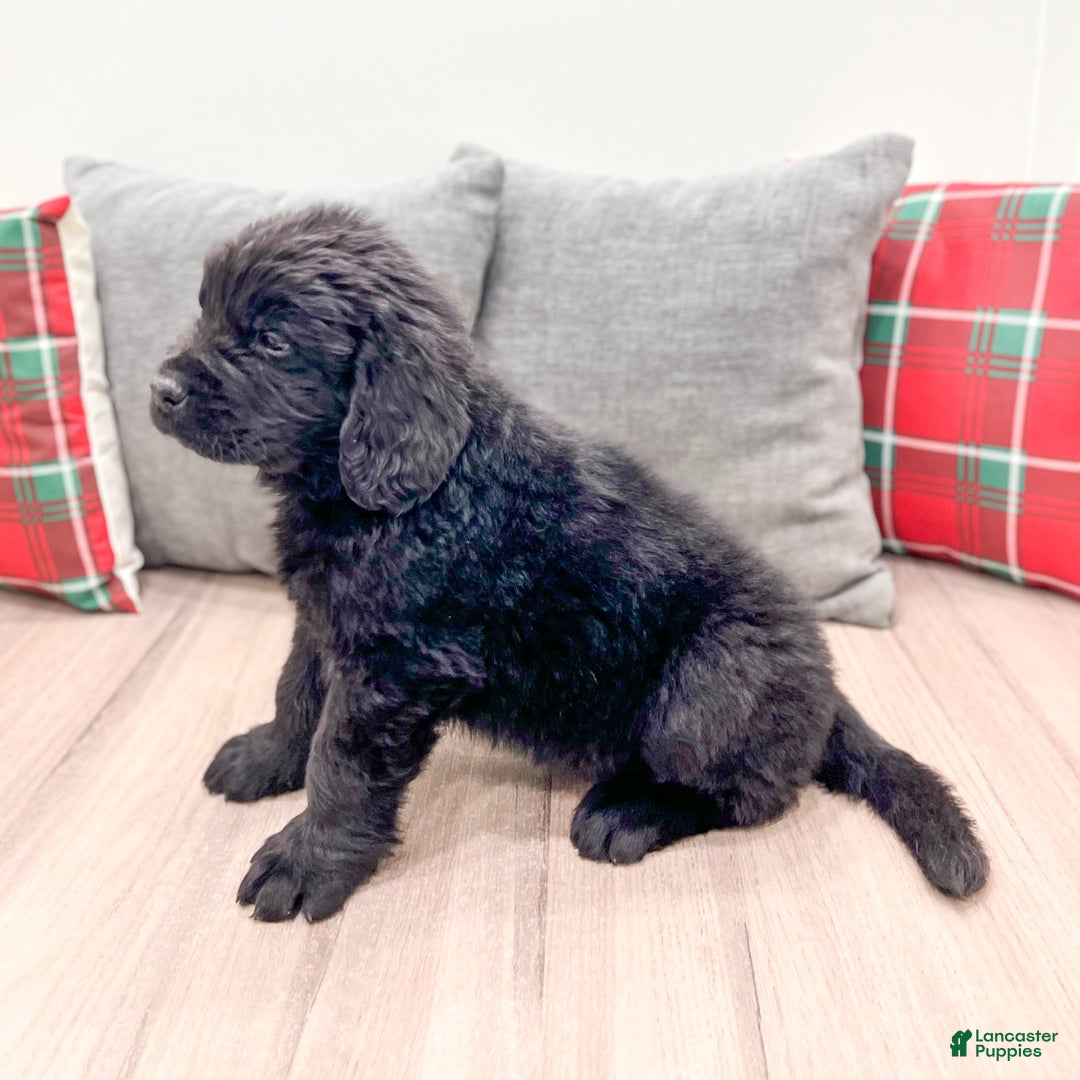 Newfoundland dogs for sale: Dexter - Ad 4