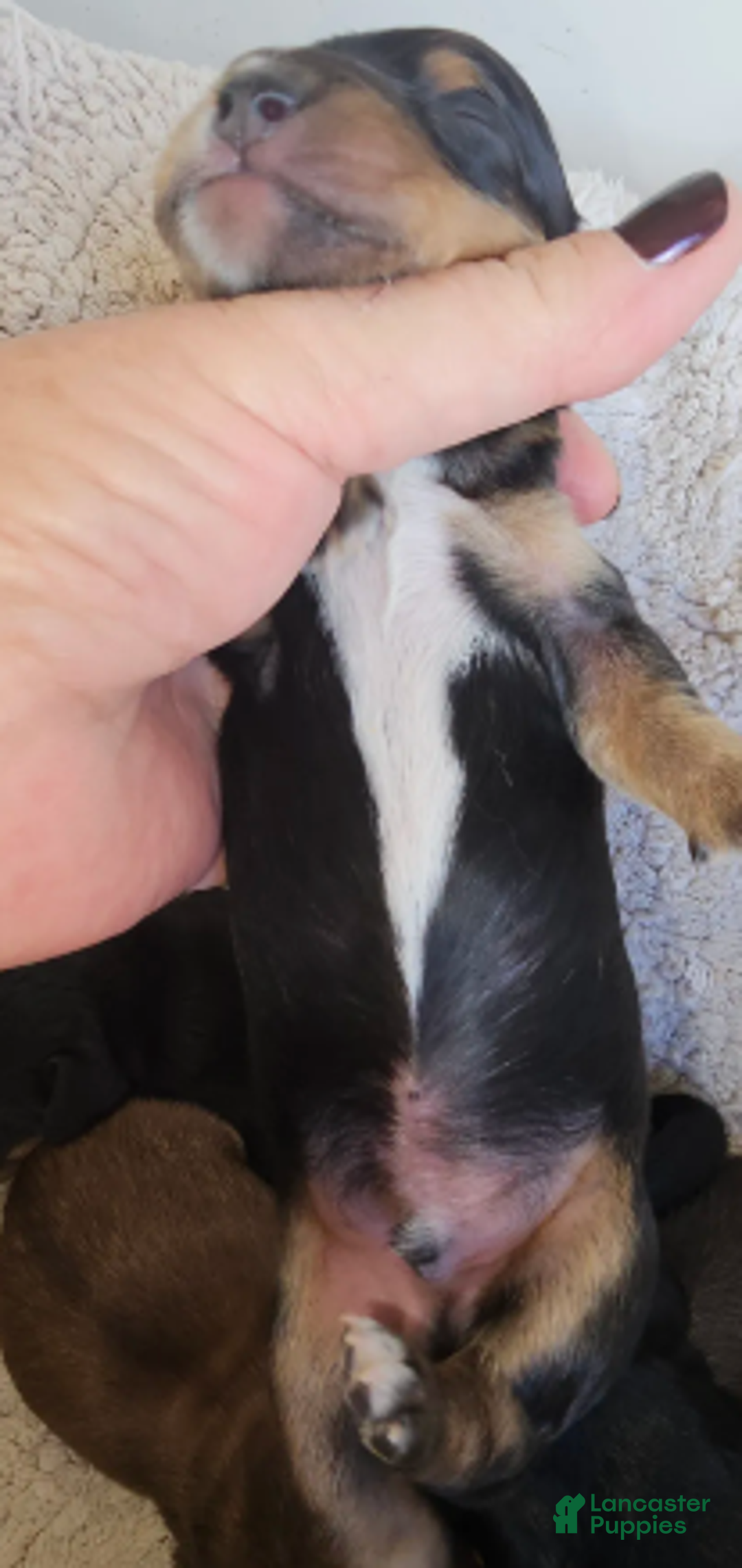 Miniature Dachshund dogs for sale: Chester-Long Haired - Ad 5